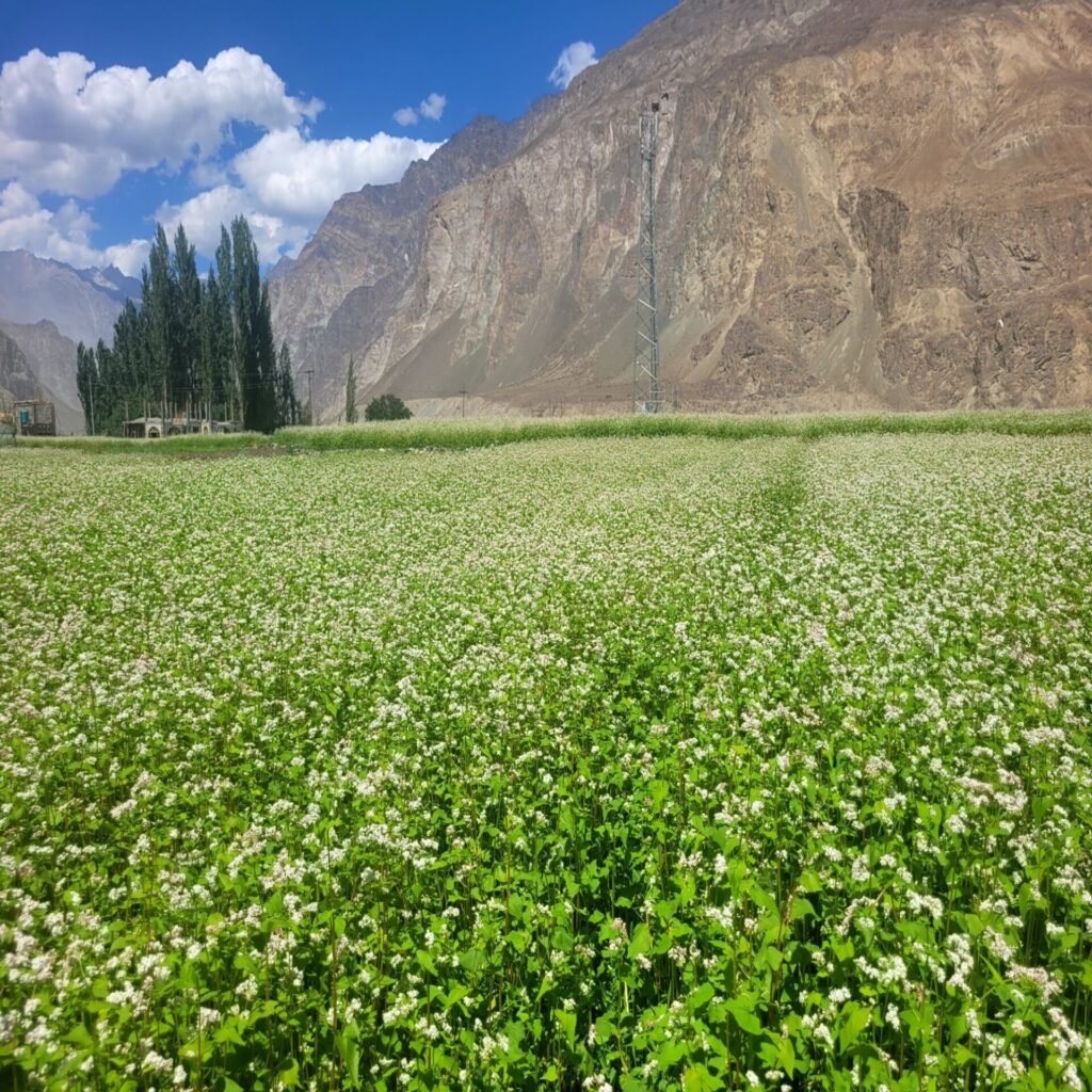 buckwheat blossom in turtuk