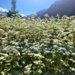 The Buckwheat Blossom in Turtuk: A Mesmerizing Floral Wonderland