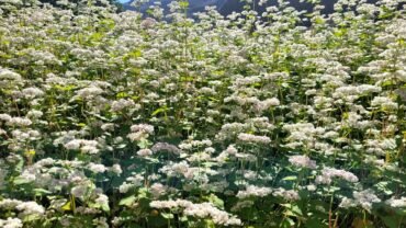 The Buckwheat Blossom in Turtuk: A Mesmerizing Floral Wonderland