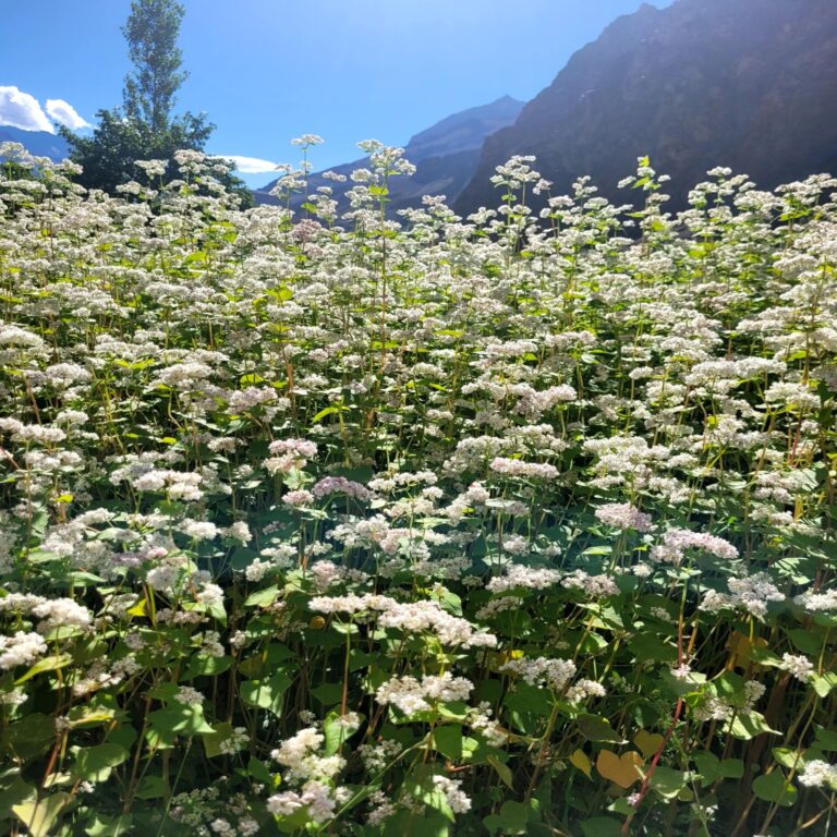 The Buckwheat Blossom in Turtuk: A Mesmerizing Floral Wonderland