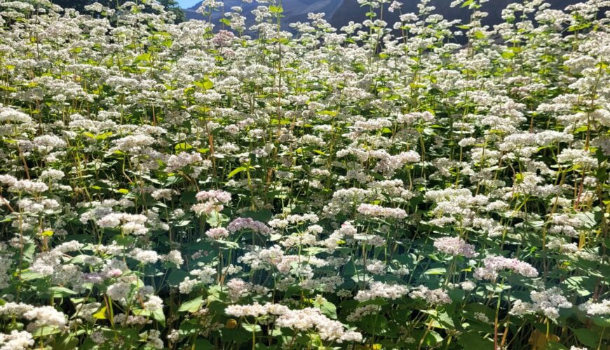 The Buckwheat Blossom in Turtuk: A Mesmerizing Floral Wonderland