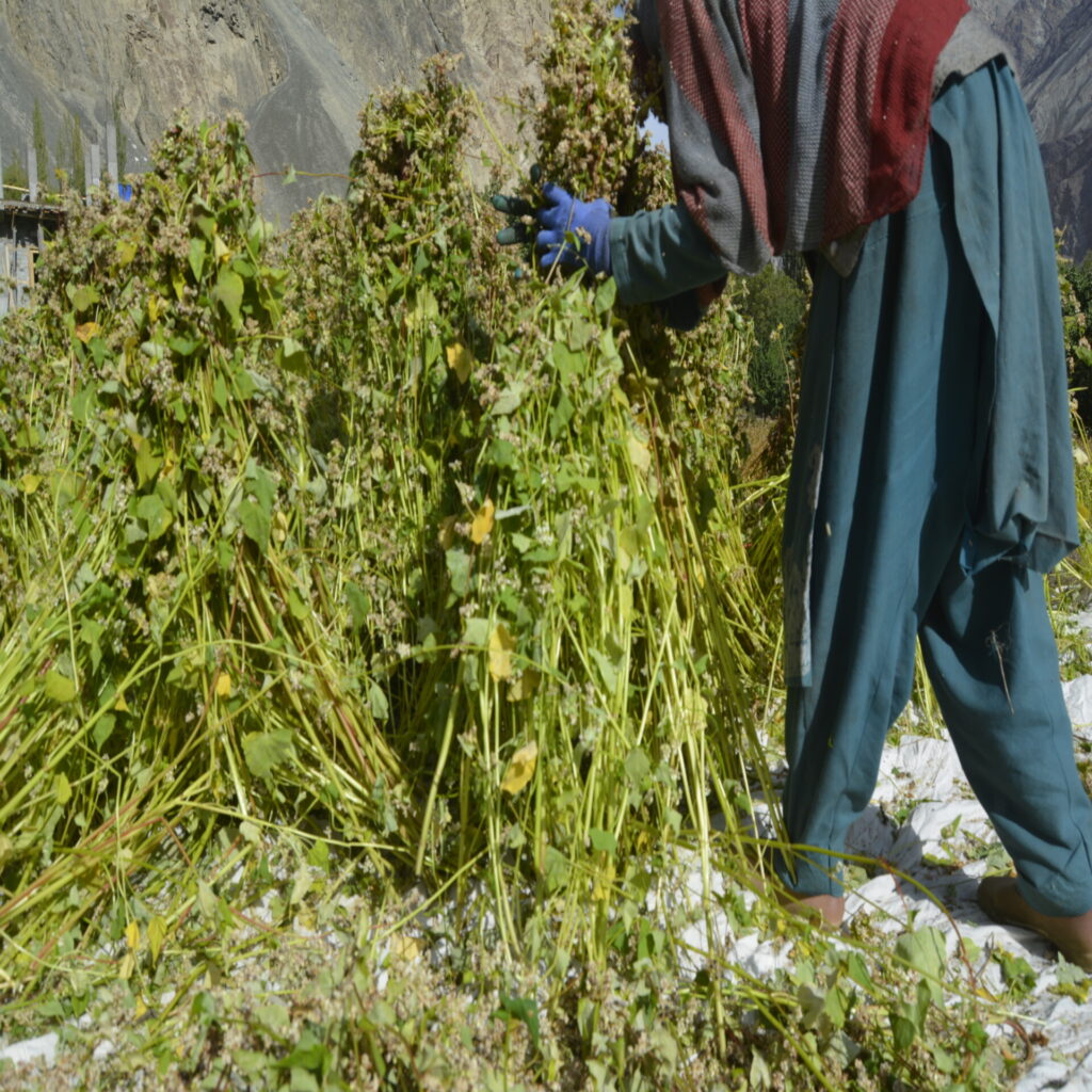 a local buckwheat farmer in turtuk