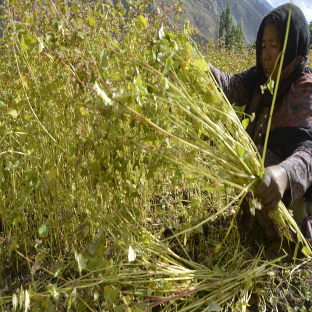 buckwheat harvesting