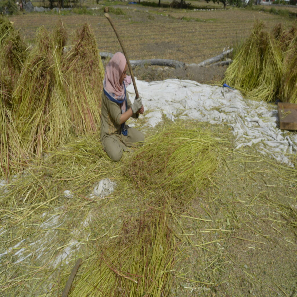 a local farmer threshing the buckwheat crops