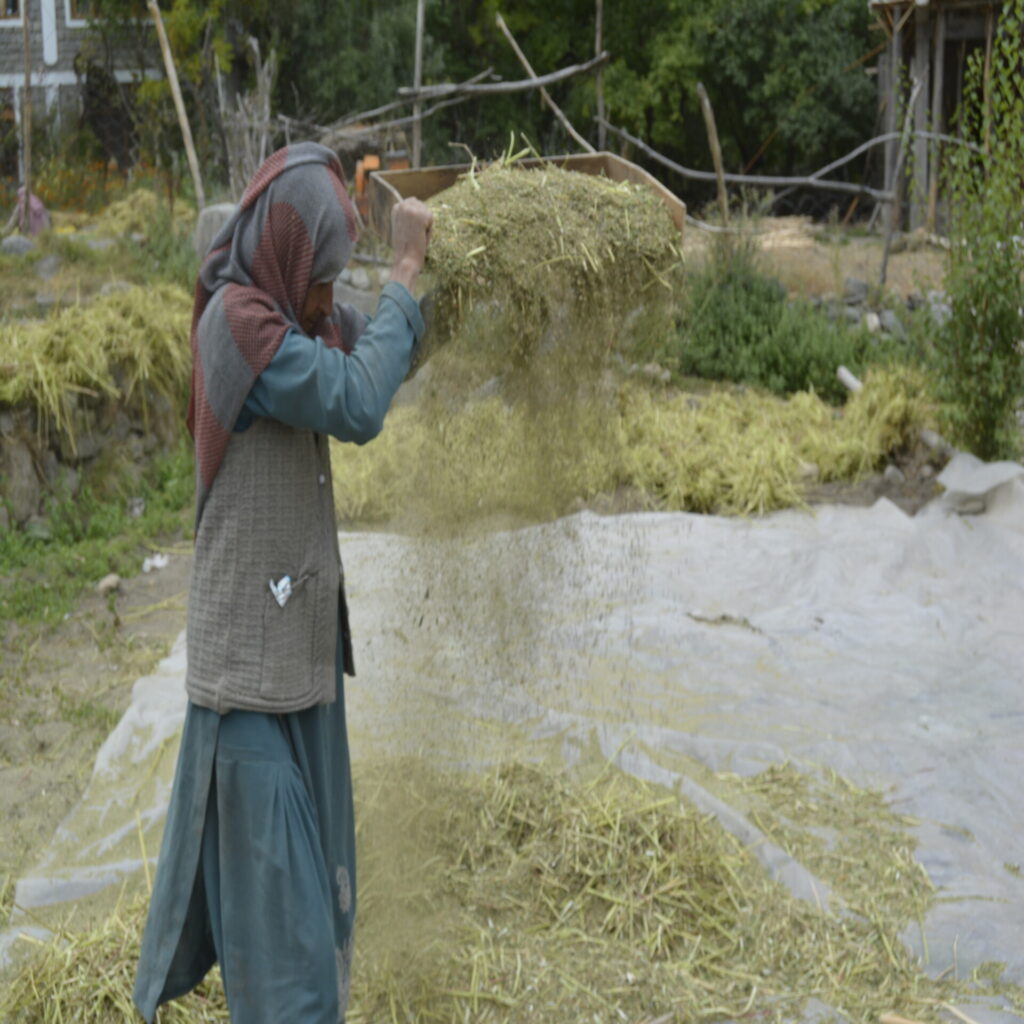 a local farmer processing buckwheat