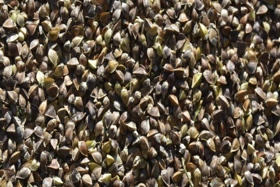 a pile of small brown grains of buckwheat