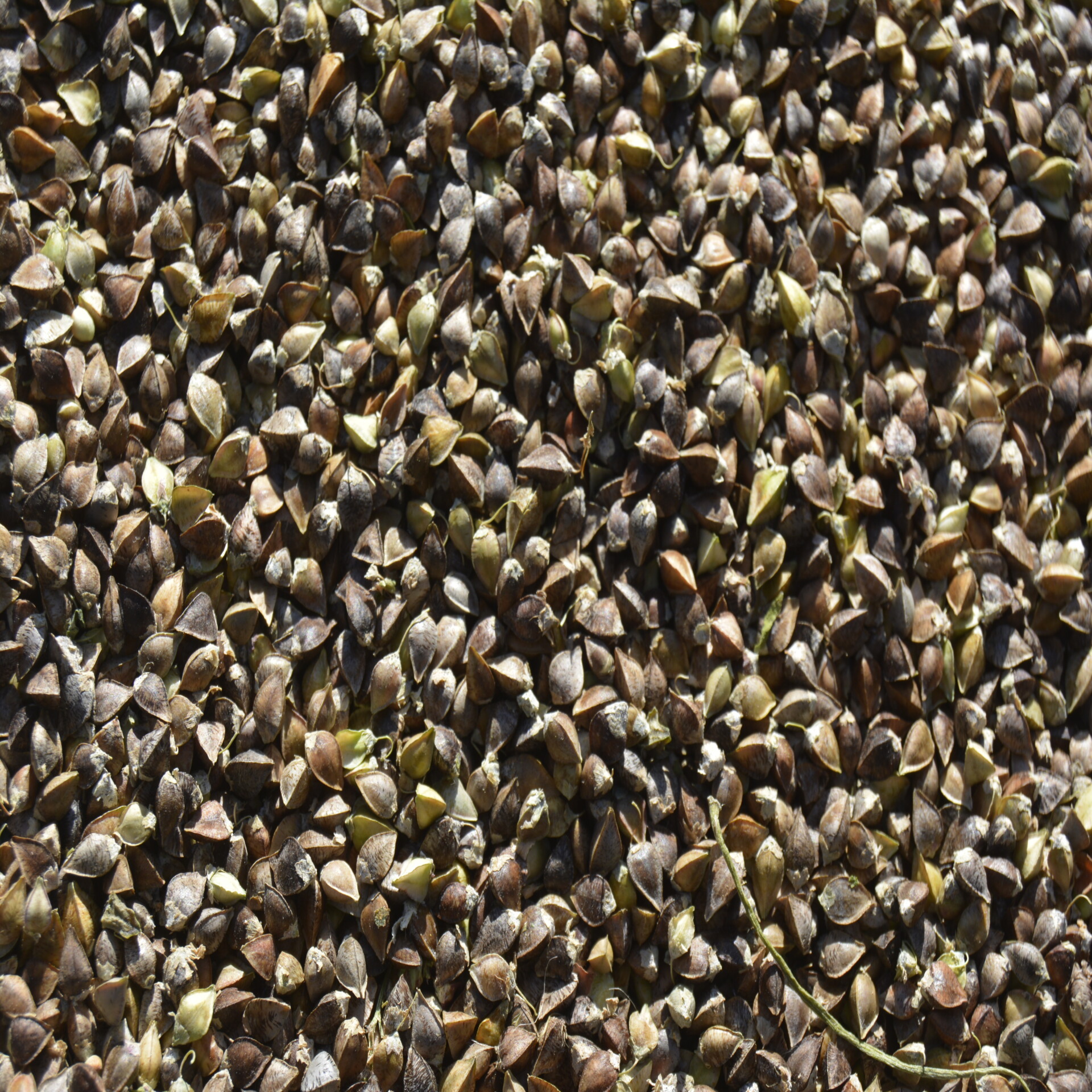 a pile of small brown grains of buckwheat