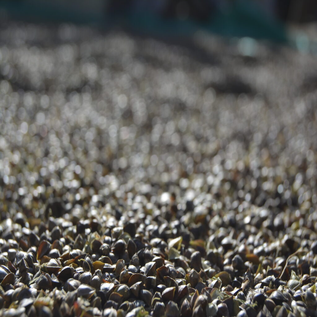 a close up of a pile of small buckwheat grains. Buckwheat Farming and Processing in Turtuk