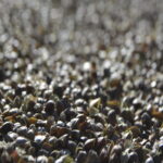 a close up of a pile of small buckwheat grains