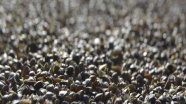 a close up of a pile of small buckwheat grains
