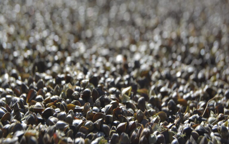 a close up of a pile of small buckwheat grains