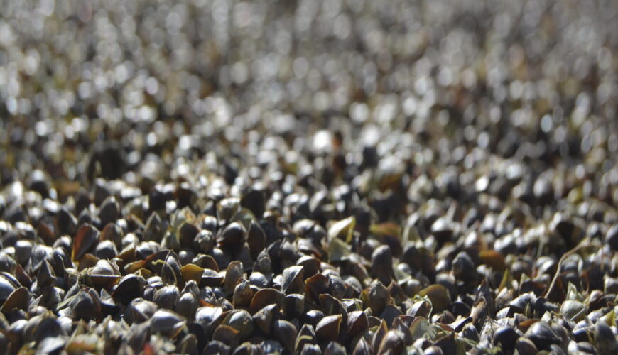 a close up of a pile of small buckwheat grains