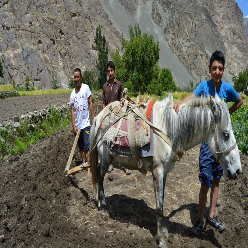  people of turtuk ploughing the field with a horse  to sow the buckwheat seed in turtuk